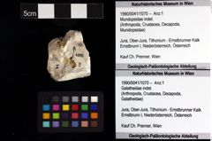 Foto (Objket + Etiketten) von Mundopsidae indet. 